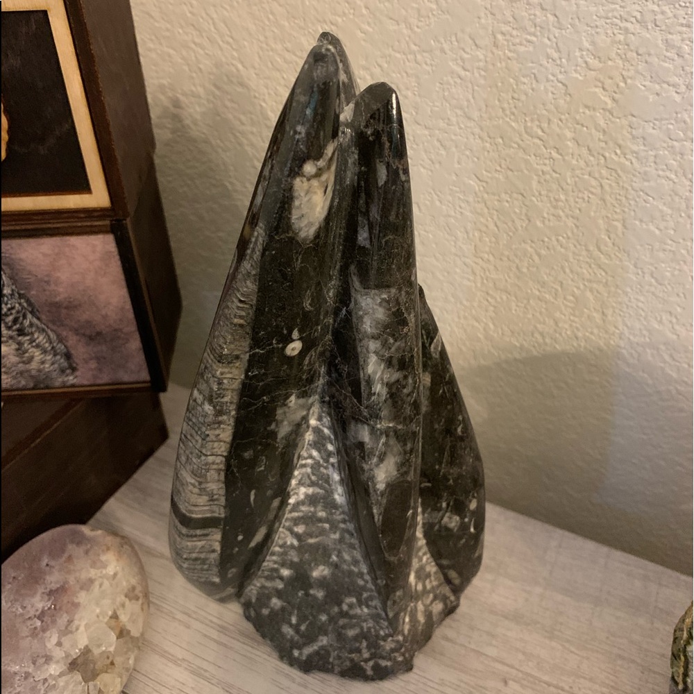 Orthoceras fossil sculpture from Morocco. 5.15lbs
